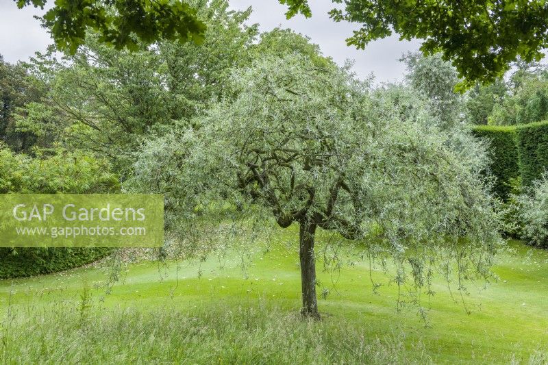 Pyrus salicifolia 'Pendula' - weeping pear. Mature tree whose branches have been regularly pruned and thinned to create an open graceful canopy. June