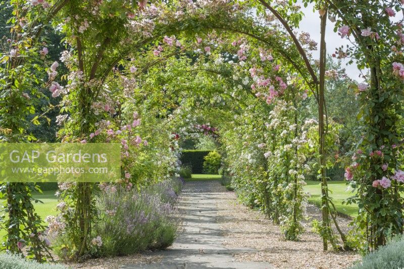 View along rose arbour. Rambler roses trained on Victorian wrought iron framework over gravel and flagstone path edged with lavender. June