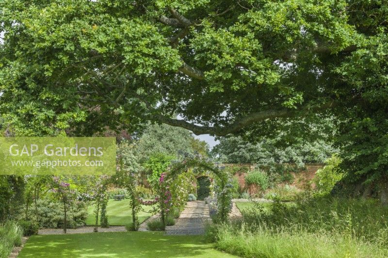 View of Rose arbour framed by ancient oak tree. June. Rambler roses trained on Victorian wrought iron framework.