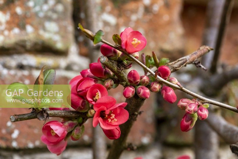 Chaenomeles japonica  has soft red, cup-shaped flowers  that appear in March.