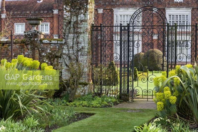 Euphorbia characias subsp. wulfenii and Phormium sp growing either side of the wrought iron gate, with topiary yew cones in the distance at Helmingham Hall.