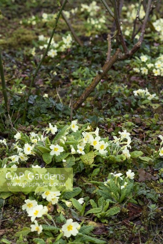 Primroes, Primula vulgaris, have selfseeded and naturalised beneath the roses.
