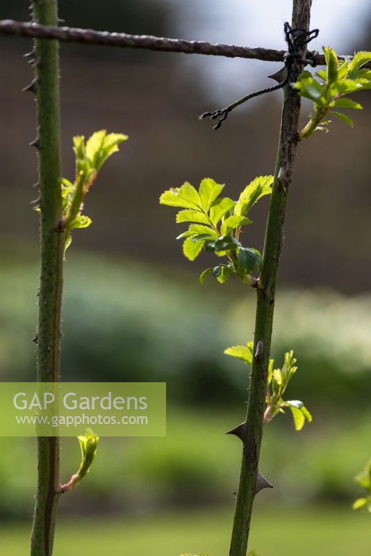 New leaves emerging in early spring on the trained rose stems that are tied to wires.