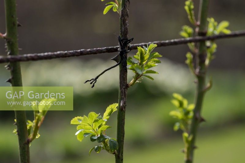 New  leaves emerging in early spring on the trained rose stems that are tied to wires.