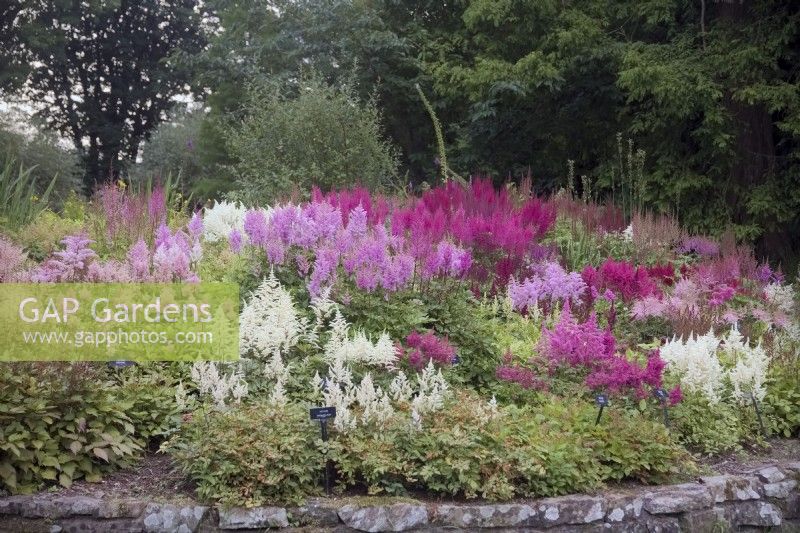 Part of the National Collection of Astilbe at Marwood Hill Gardens, Devon, UK