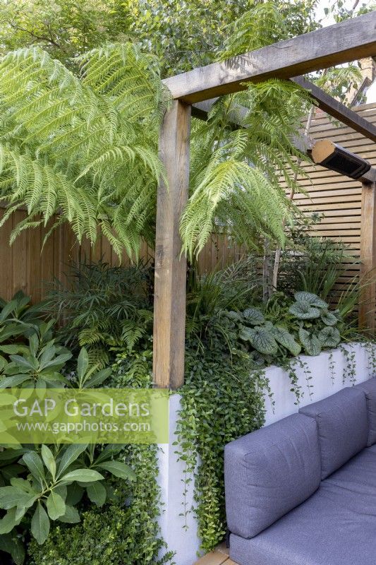 Contemporary wood pergola with shade tolerant raised bed with Dicksonia antarctica