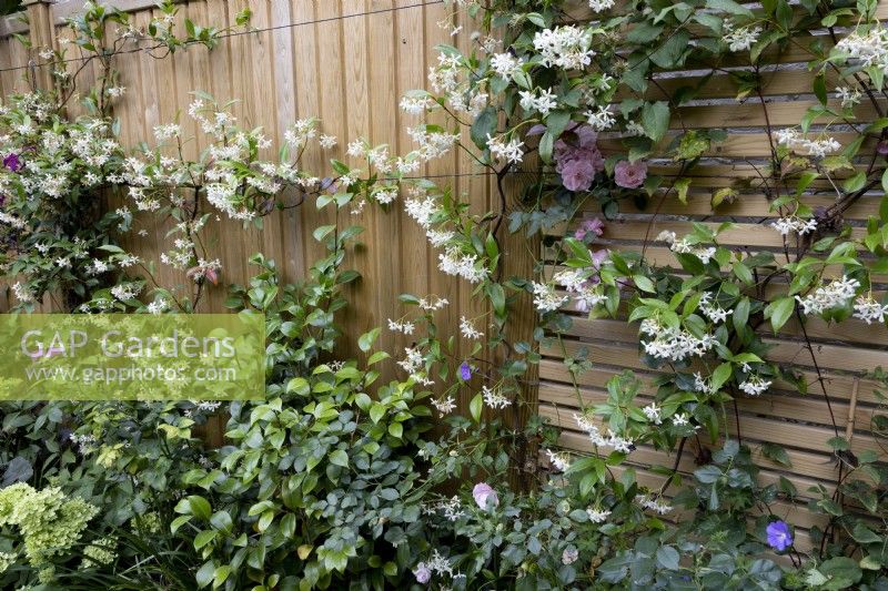 Herbaceous border with Trachelospermum  jasminoides growing on contemporary wood boundary fence.