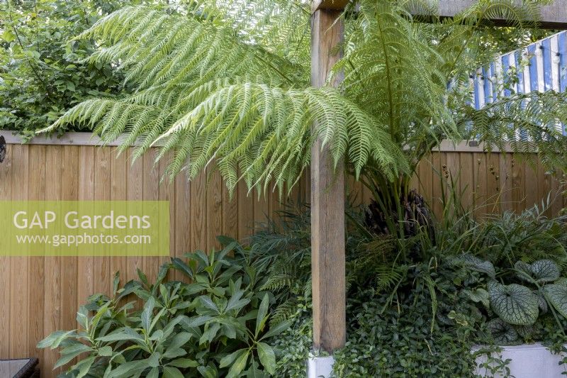 Contemporary wood boundary fence with shade tolerant raised bed with Dicksonia antarctica