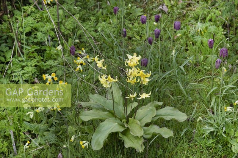 Erythronium with fritillaries and cowslips in a wildflower meadow - April