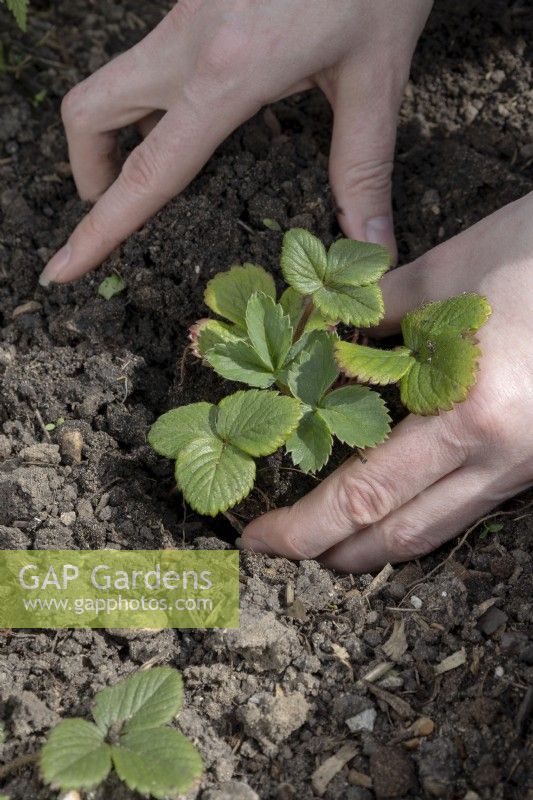 Planting out a strawberry plant. Strawberry 'Royal Sovereign'.