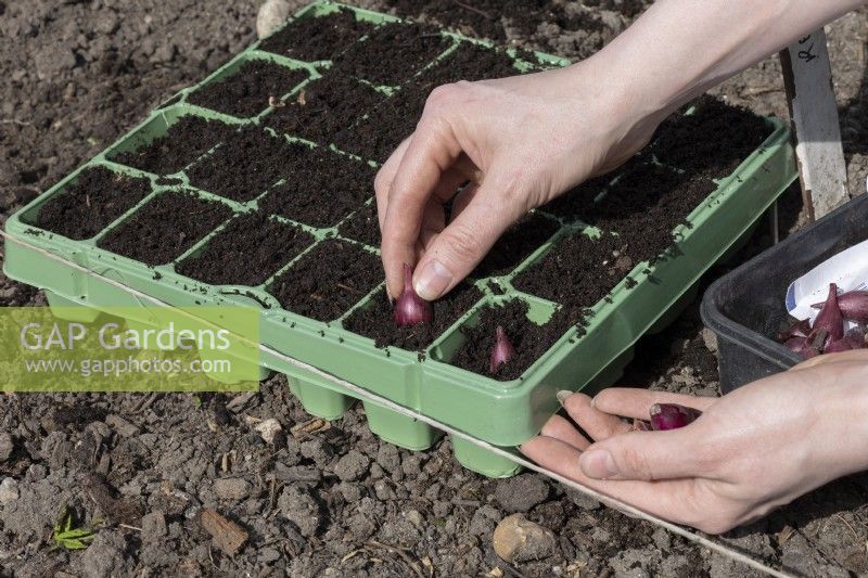 Planting individual onion sets into small, reusable plastic multipots.  Onion 'Red Baron'.