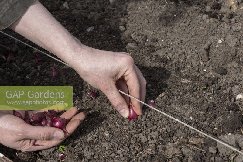 Planting onion sets in open ground, using line. Onion 'Red Baron'.