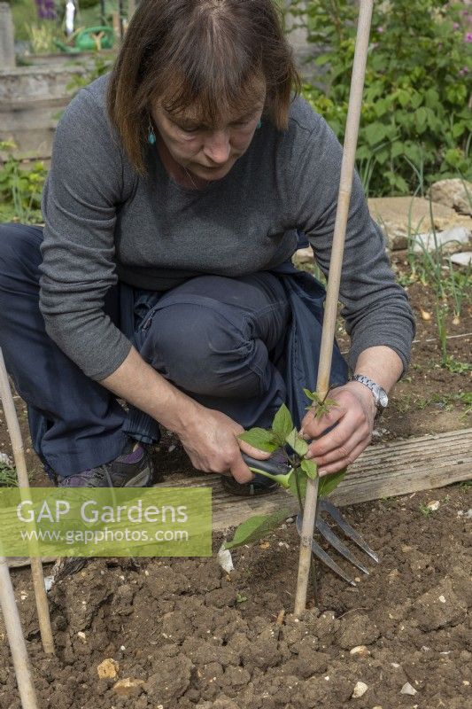 Planting runner beans in a cane structure, twisting planted runner bean onto cane.