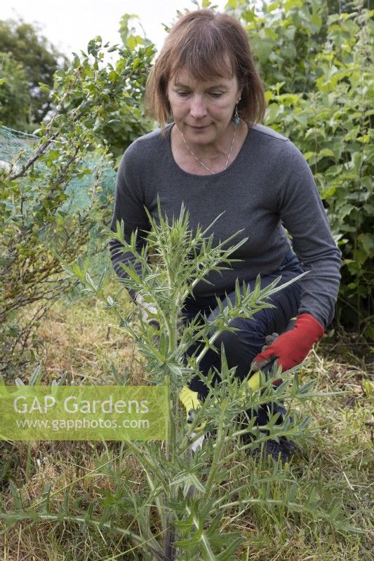 Woman gardener cutting back large thistle with shears, on allotment