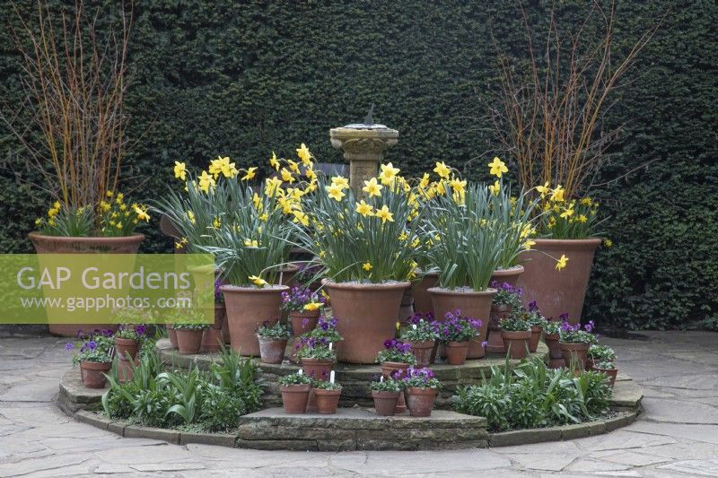 Display of spring bulbs in pots at Birmingham Botanical Gardens - March
