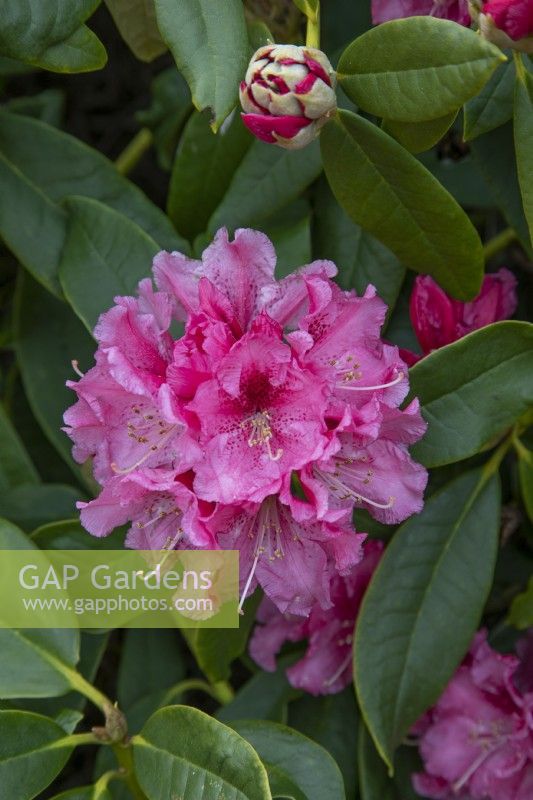 Rhododendron 'Jacksonii' - March