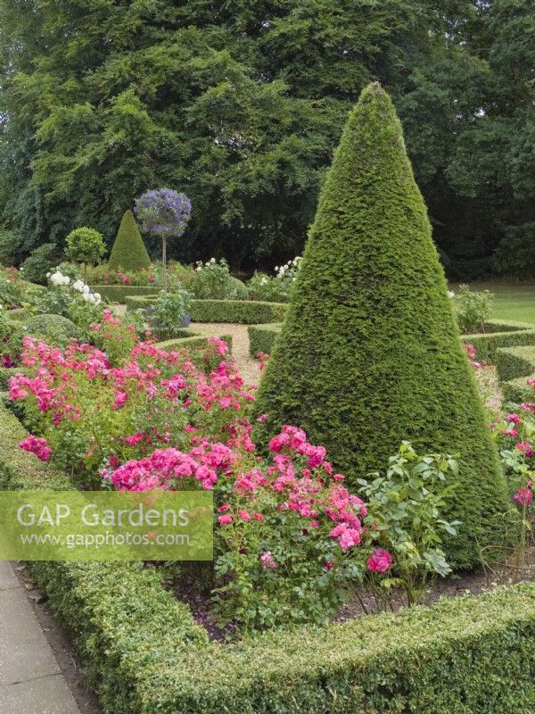 Box framed parterre garden with Rosa 'Pretty Polly' and clipped yew at Swafield Hall Norfolk