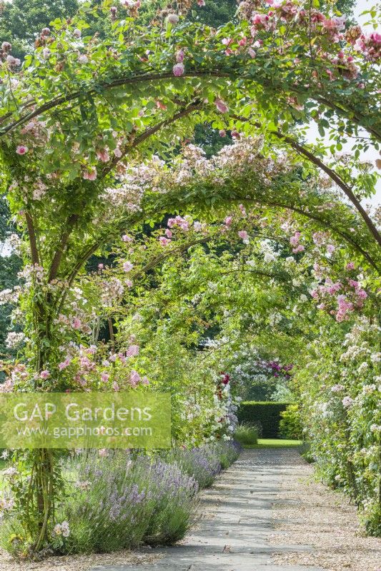 View along rose arbour. Rambler roses trained on Victorian wrought iron framework over gravel and flagstone path edged with lavender. June