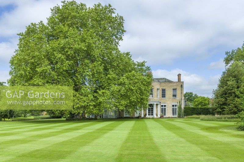 Country House set within a luxuriant mown lawn. Platanus x acerifolia - London Plane tree. June.