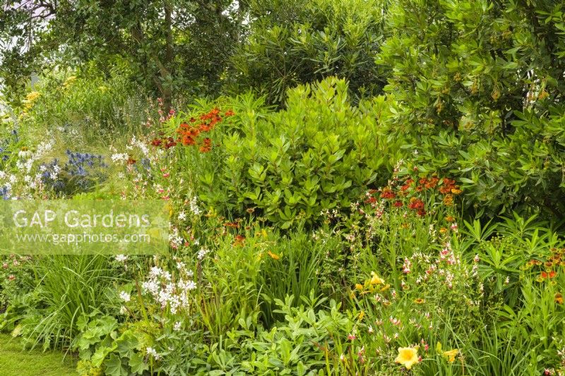 Mixed perennial planting with Helenium 'Moerheim Beauty', Salvia 'Hot Lips', Gaura and Eryngium among shrubs in The Daily Mail and RHS Planet-Friendly Garden, RHS Hampton Court Palace Garden Festival 2022 