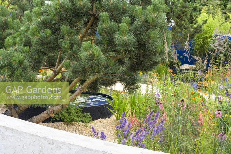 Colourful planting in sunken gravel garden surrounded by circular concrete wall with  Pinus nigra 'Austriaca' - Over The Wall Garden, supported by Takeda, RHS Hampton Court Palace Garden Festival 2022 