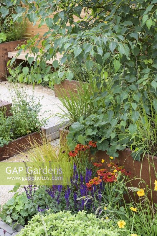 Helenium 'Moerheim Beauty' and Salvia 'Caradonna'  with grasses in Lunch Break Garden at RHS Hampton Court Palace Garden Festival 2022 