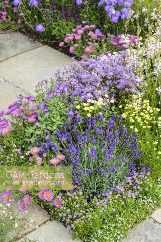 Erigeron 'Sea Breezes', Brachyscome 'Mauve Magic' and Lavandula angustifolia 'Hidcote' in #knollingwithdaisies garden at RHS Hampton Court Palace Garden Festival 2022