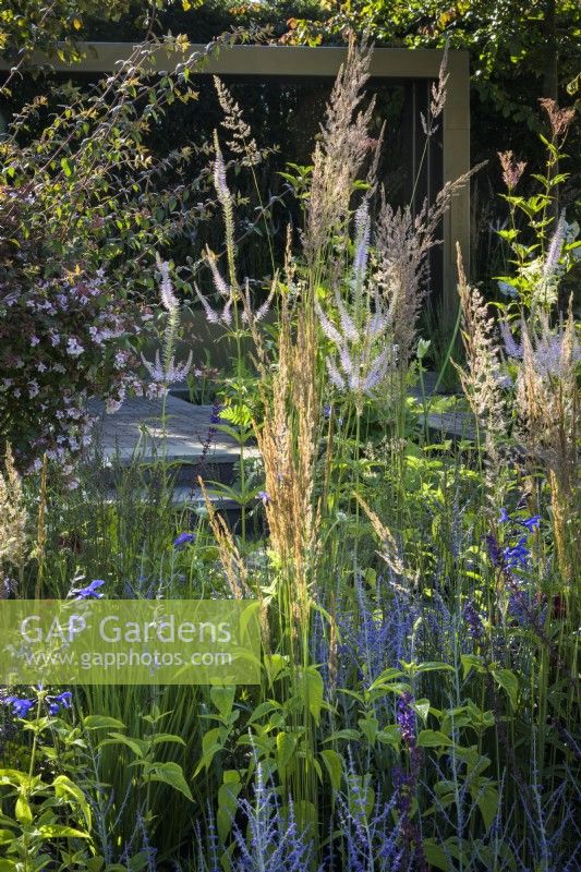 Veronicastrum 'Lavendelterm'  with grasses with metal pergola behind - Macmillan Legacy Garden: Gift the Future - RHS Hampton Court Palace Garden Festival 2022
