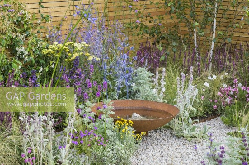 Water bowl feature in low maintenance gravel garden with drought-tolerant herbaceous plants to attract pollinators, such as Salvia, Eryngium, Eryngium, Stachys byzantina and Achillea 'Credo' - Turfed Out Garden, RHS Hampton Court Palace Garden Festival 2022