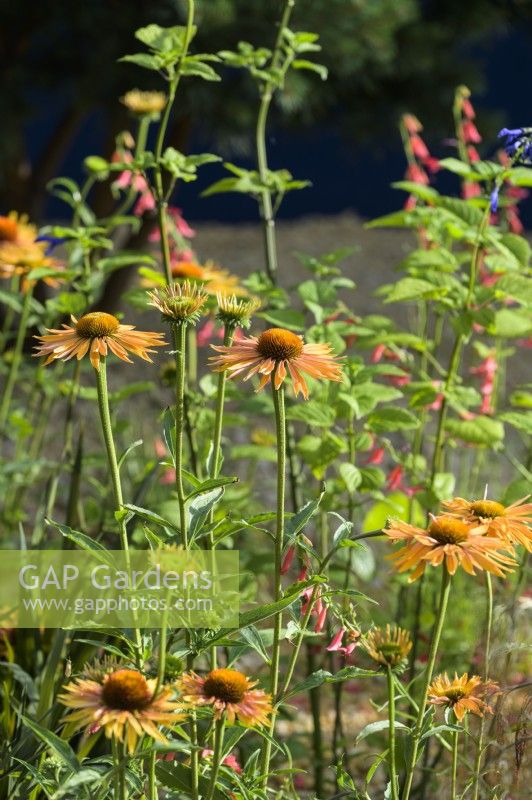 Colourful planting of Echinacea 'Big Kahuna' - Over The Wall Garden, supported by Takeda. RHS Hampton Court Palace Garden Festival 2022 