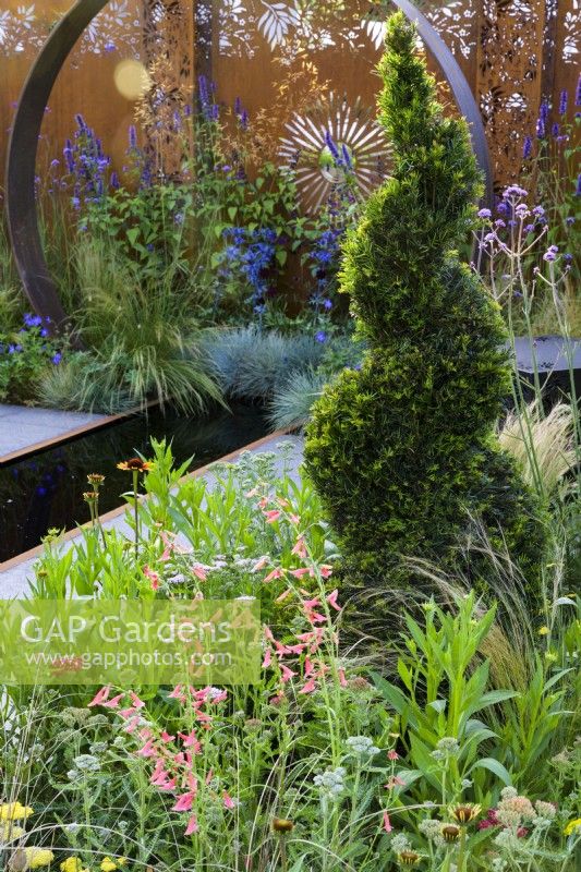 Spiral Yew topiary with planting of Penstemon barbatus 'Roseus' and other perennials - Sunburst Garden, RHS Hampton Court Palace Garden Festival 2022