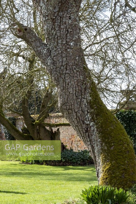 Gnarled and twisted trunks of Pyrus communis and Morus nigra - Mulberry tree at Helmingham Hall.