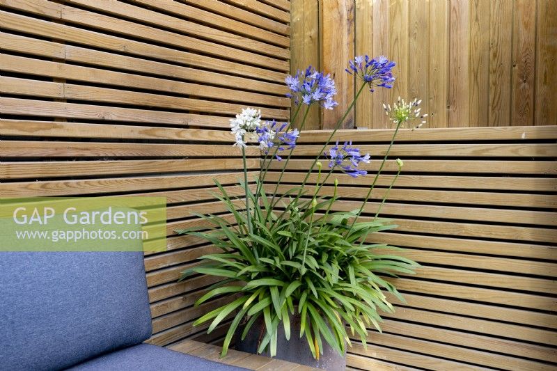 Seating area in contemporary wood pergola with Agapanthus