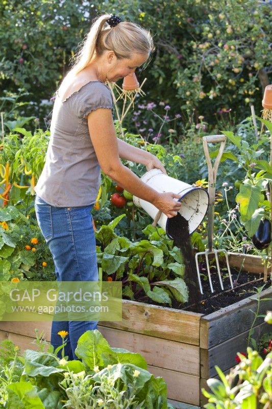 Woman adding compost in raised bed prior planting radicchio seedlings.