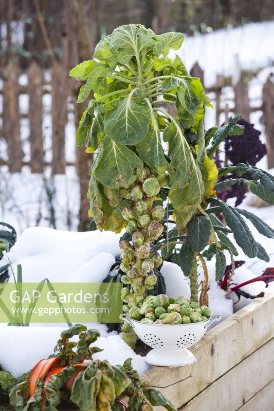 Brussels sprout in winter.