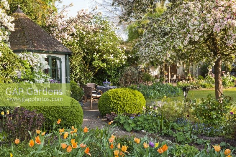 Country garden in spring with small summerhouse and patio,, border with orange tulips and Malus floribunda in blossom.