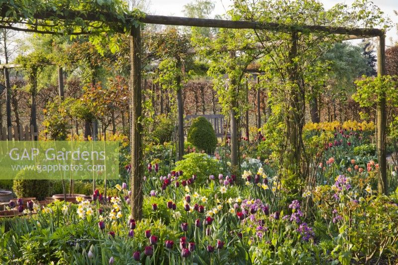 Wooden pergola support for climbing roses underplanted with spring flowers including tulips, daffodils and honesty.