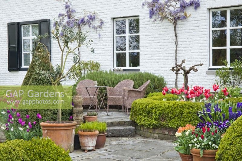 Courtyard with raised patio and garden furniture, containers with spring flowers, box hedges and borders with tulips.