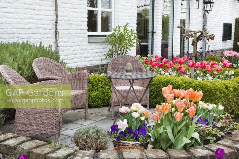 Courtyard with raised patio and garden furniture, containers with spring flowers, box hedges and borders with tulips.
