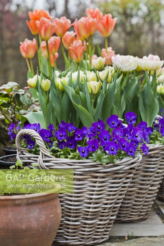 Wicker baskets with tulips and violas.