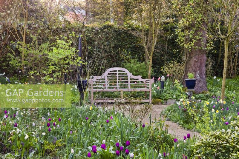 Spring meadow with tulips and wooden bench.