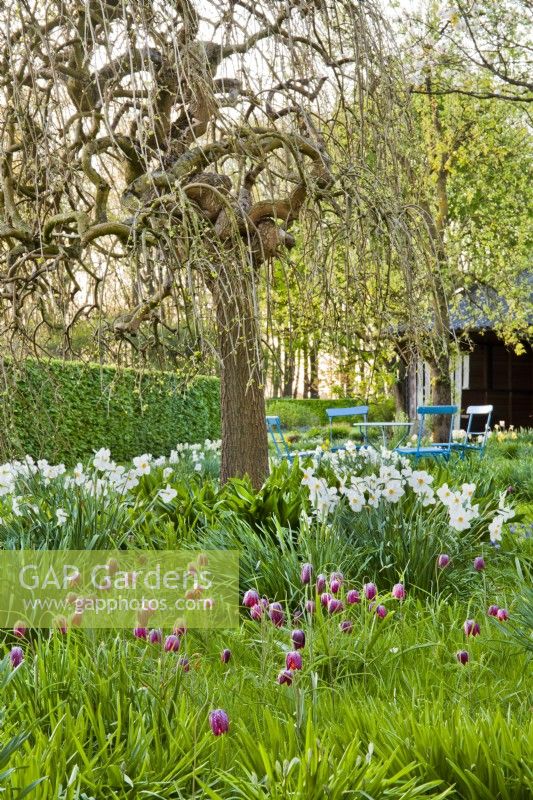 Fritillaria meleagris and Narcissus in spring garden.