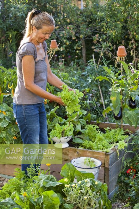 Woman harvesting lettuce from raised bed.
