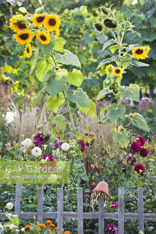 A flower bed  with dahlias and sunflowers behind a wooden fence.