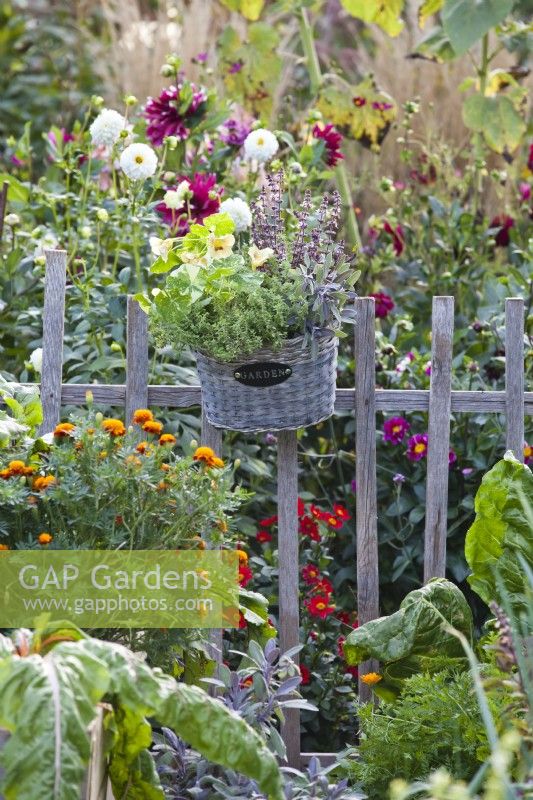 Wicker basket with herbs hanging on wooden fence, flowerbed with dahlias and sunflowers in background.