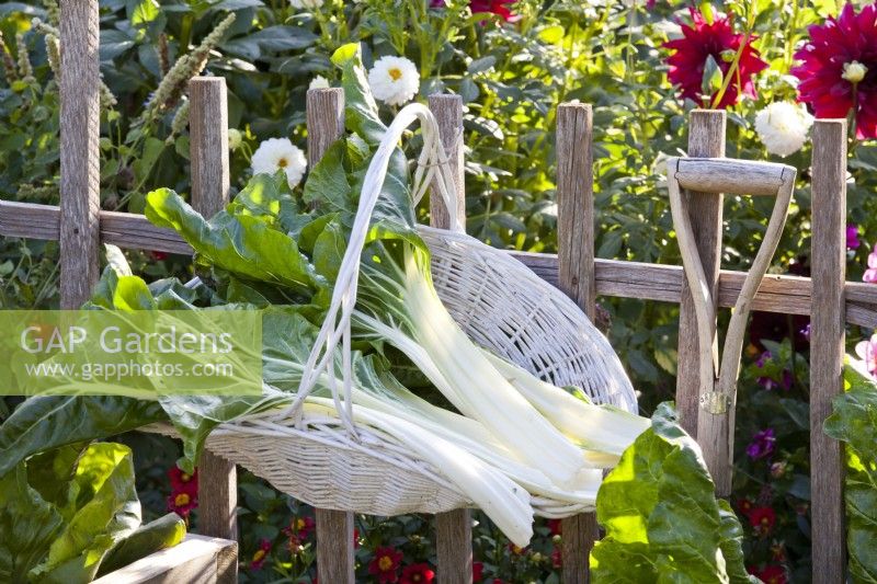 Swiss chard ' Silver White 2' in basket hanging on fence.