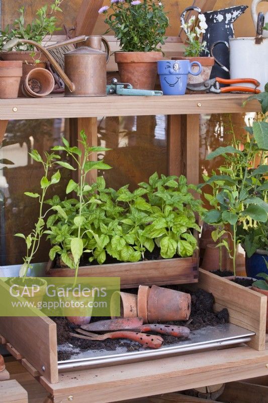 Potting desk with tools and basil in wooden crate.