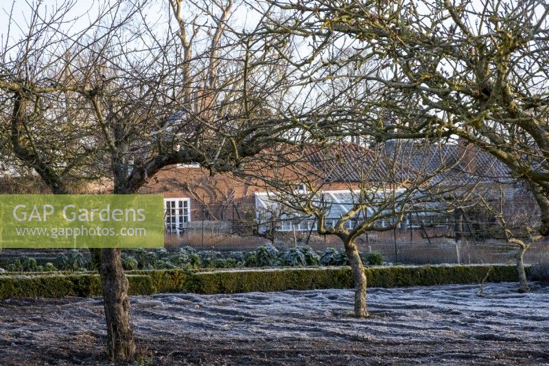A blanket of frost covers the ground under the apples trees in the kitchen garden at Redisham Hall Nurseries.