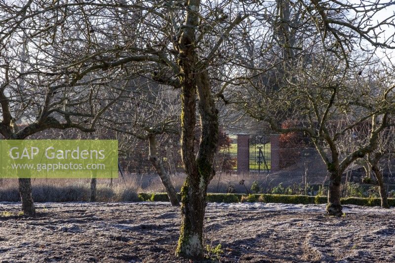 The orchard on a frosty morning at Redisham Hall Nurseries