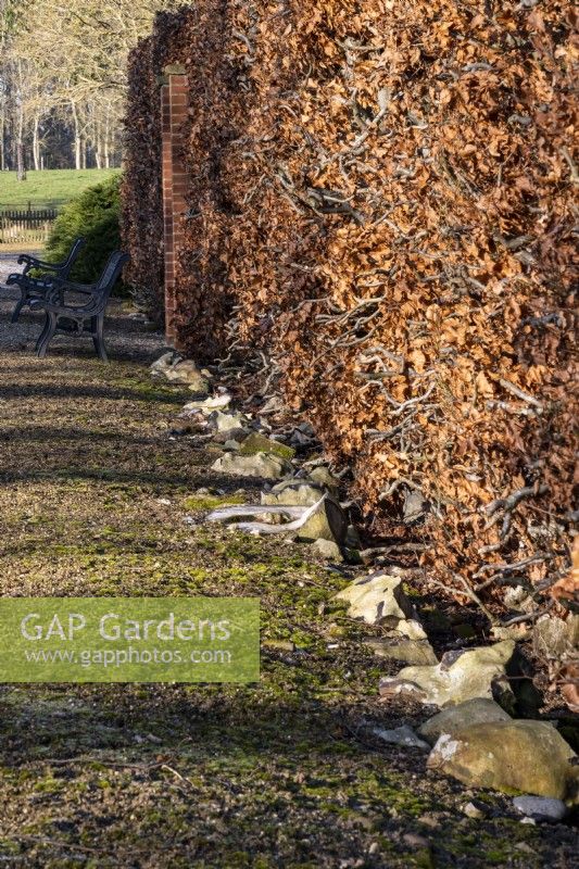 A beech hedge, Fagus sylvatica, turn a copper colour in the autumn and the leaves cling onto the branches throughout the winter providing year round screen.